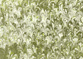 Green Peacock II