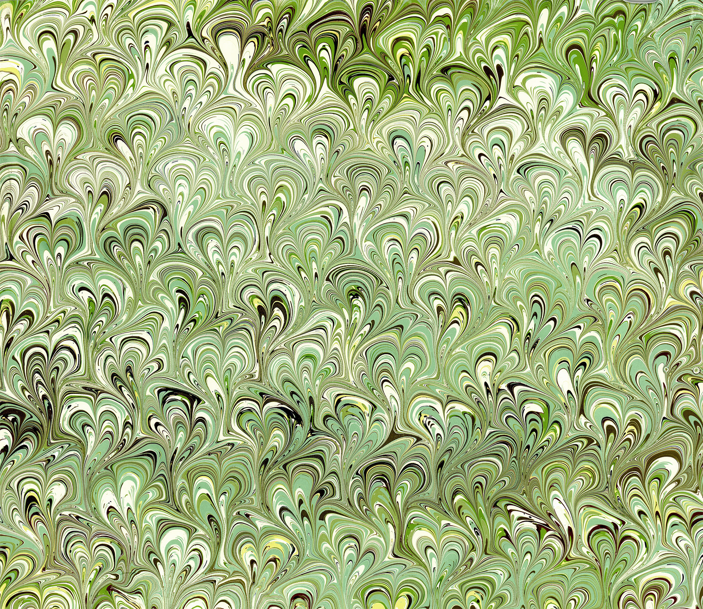 Green Peacock