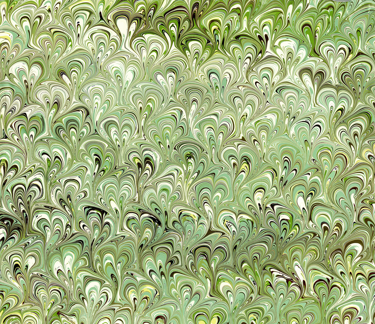 Green Peacock